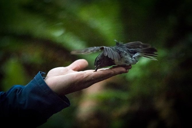 Rotorua Canopy Tours: 2.5Hour Native Forest Zipline Adventure - Rain, clothing, and what to bring