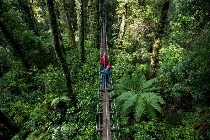 Rotorua Canopy Tours: 2.5Hour Native Forest Zipline Adventure - Is $123.49 good value?