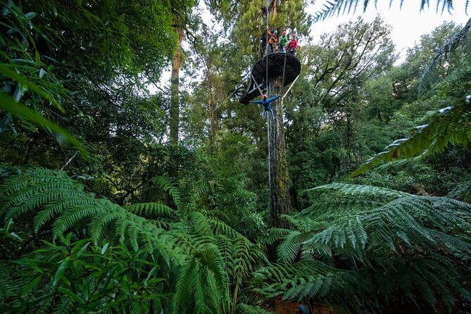 Rotorua’s Ultimate Zipline: 6 ziplines, 400 m Tandem, Cliff Walk - The cliff walk, floating stairs, and suspended bridges