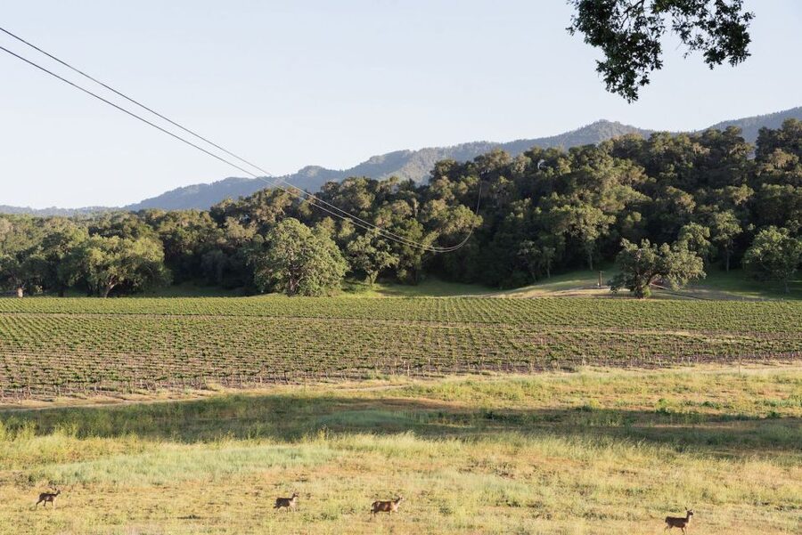 Santa Margarita: Zipline Adventure with 6 Different Ziplines - Six ziplines over Santa Margarita wine country