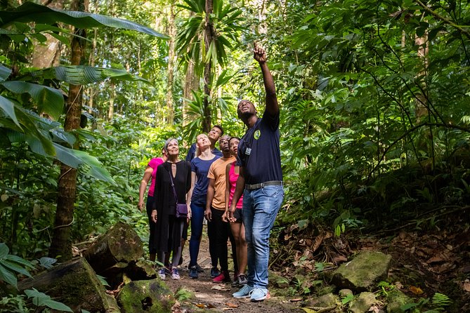 St Lucia Ultimate 3: Aerial Tram, Zipline and Hiking at Rainforest Adventures - The walk to the zipline platforms