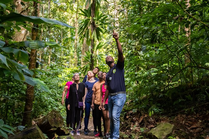 St Lucia Ultimate 3 Package: Aerial Tram, Zipline and Hiking - Cruise Passengers Need to Plan Carefully