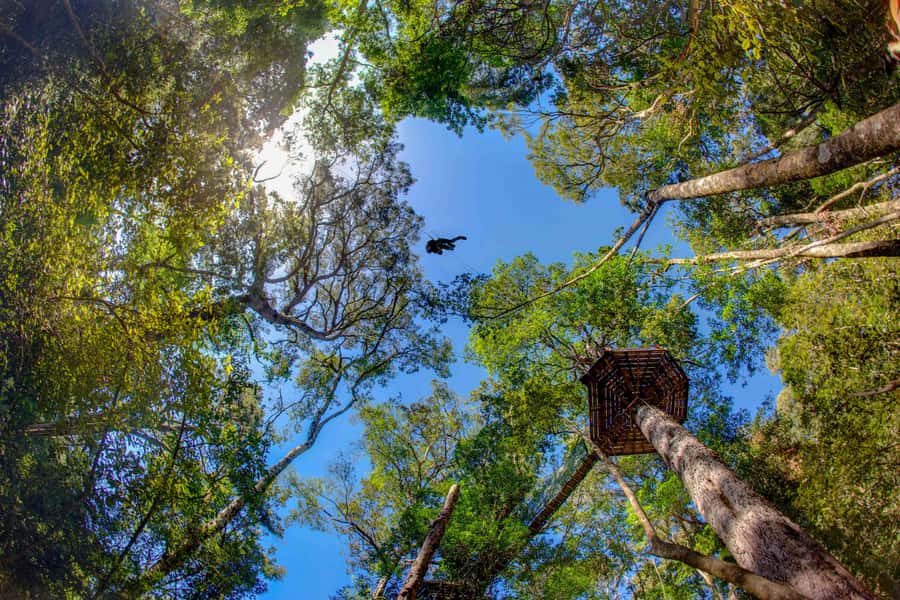 Storms River: Tsitsikamma National Park Zipline Canopy Tour - Why this forest zipline feels different