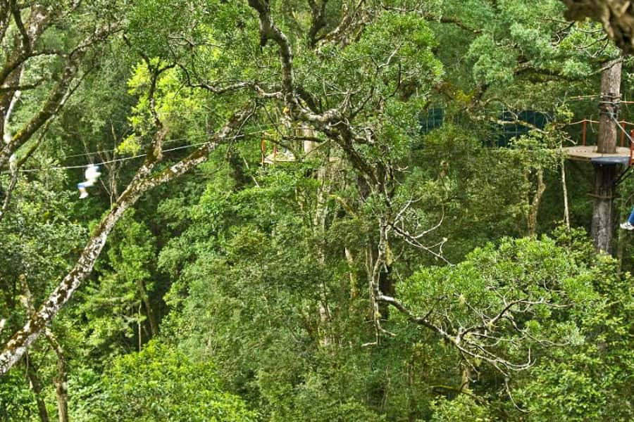 Storms River: Tsitsikamma National Park Zipline Canopy Tour - What the 600-meter walk adds