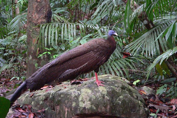 Taman Negara Day Tour with Canopy Walk - River Rapids, Blowpipes, and an Orang Asli Demonstration