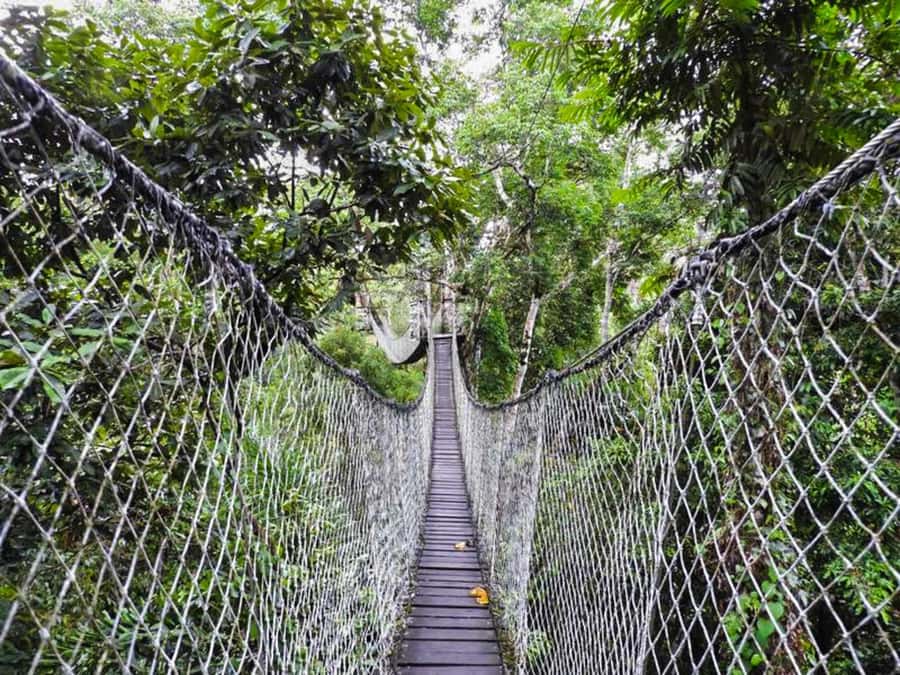 Tambopata: Zipline Adventure & Kayak to Monkey Island - FAQ