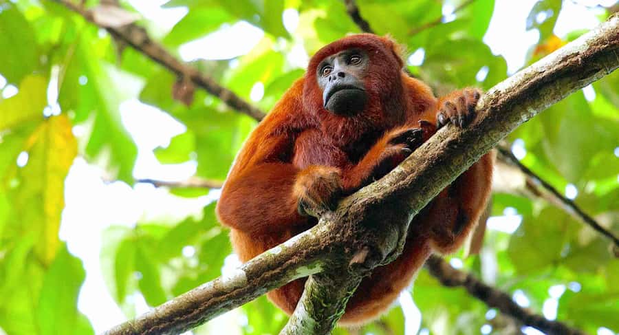 Tambopata: Zipline Adventure & Kayak to Monkey Island - From Puerto Maldonado to the jungle lodge