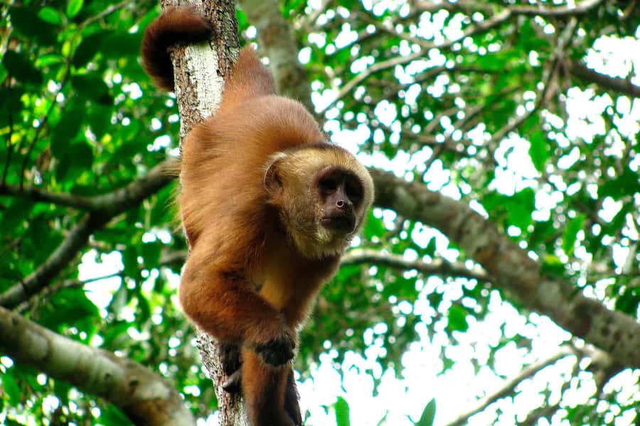 Tambopata: Zipline Adventure & Kayak to Monkey Island - Should you book this Puerto Maldonado adventure?