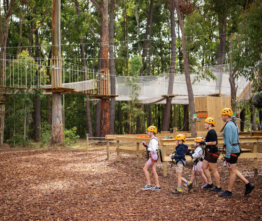 TreeClimb Kuitpo Forest: Exciting Treetop Climbing Adventure - Pine trees, platforms, and a different view of Kuitpo