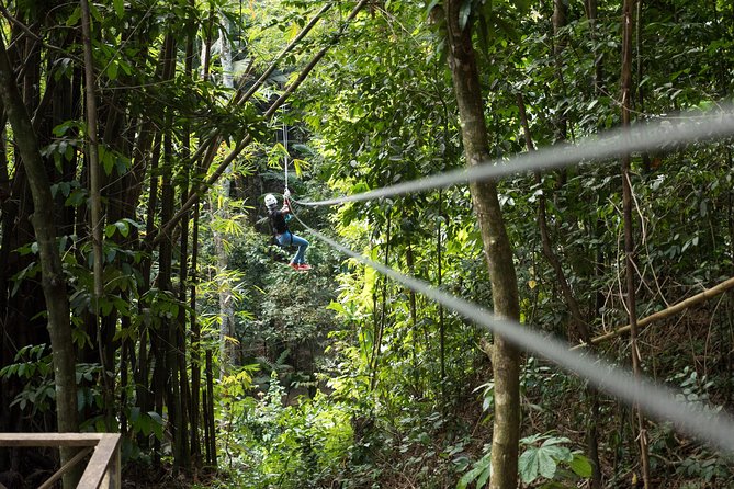 Treetop Canopy Adventure - Key points before you book
