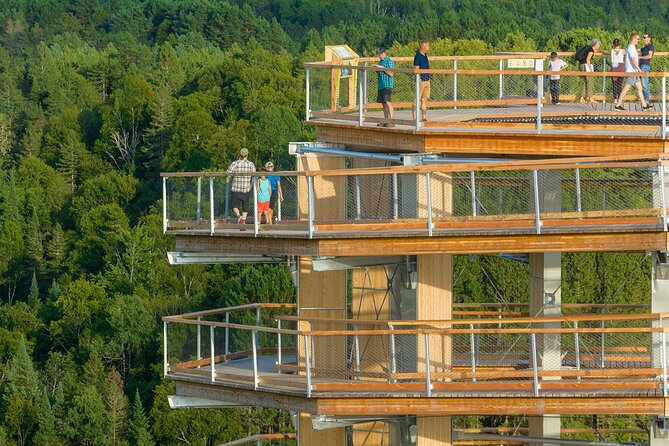 Treetop Observatory and Walk - A stronger choice in winter than you might expect