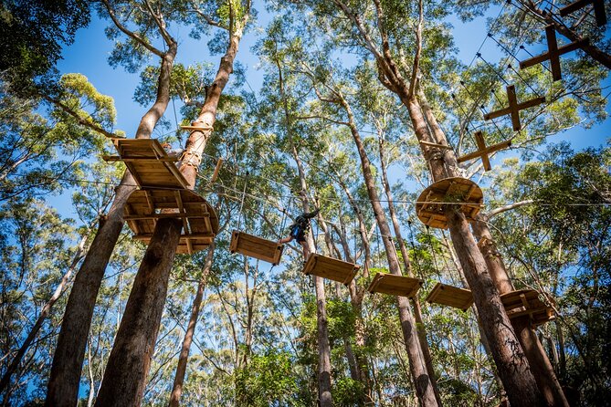 Treetops Adventure Coffs Harbour Tree Ropes Course - Key points to know before booking