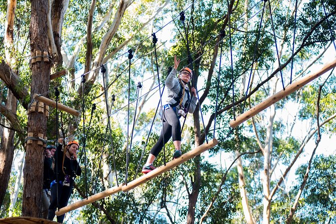 Treetops Adventure Coffs Harbour Tree Ropes Course - How the four courses shape the experience
