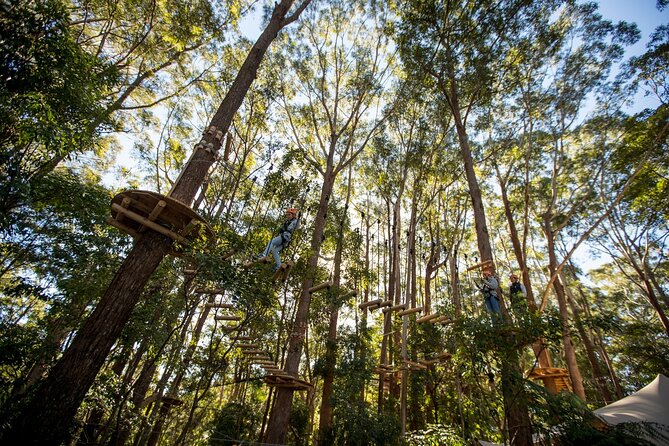 Treetops Adventure Coffs Harbour Tree Ropes Course - The physical effort: balance, grip, and confidence