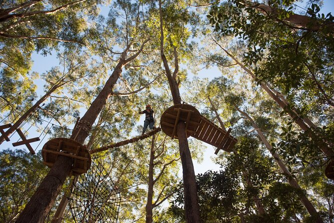 Treetops Adventure Coffs Harbour Tree Ropes Course - Is $49.49 good value?