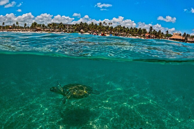 Turtle Snorkeling and Jungle Adventure with Cenote - Two big Riviera Maya experiences in one day