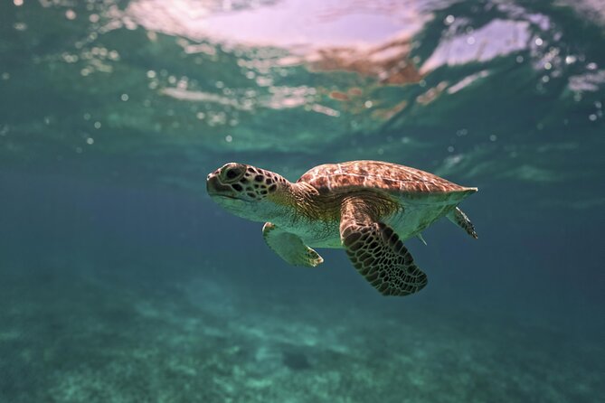 Turtle Snorkeling and Jungle Adventure with Cenote - What is included for $119
