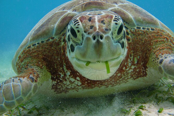 Turtle Snorkeling and Jungle Adventure with Cenote - Who should book this experience