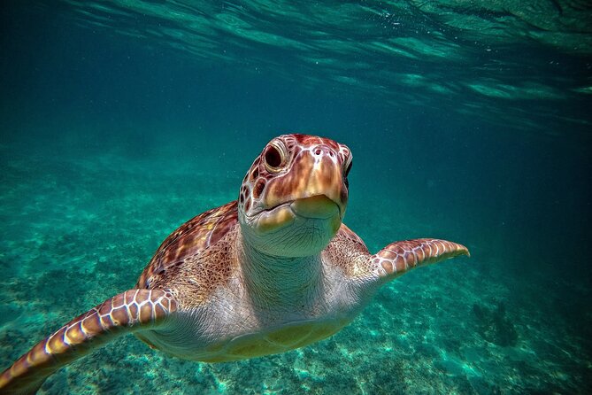 Turtle Snorkeling and Jungle Adventure with Cenote - From calm water to jungle cables