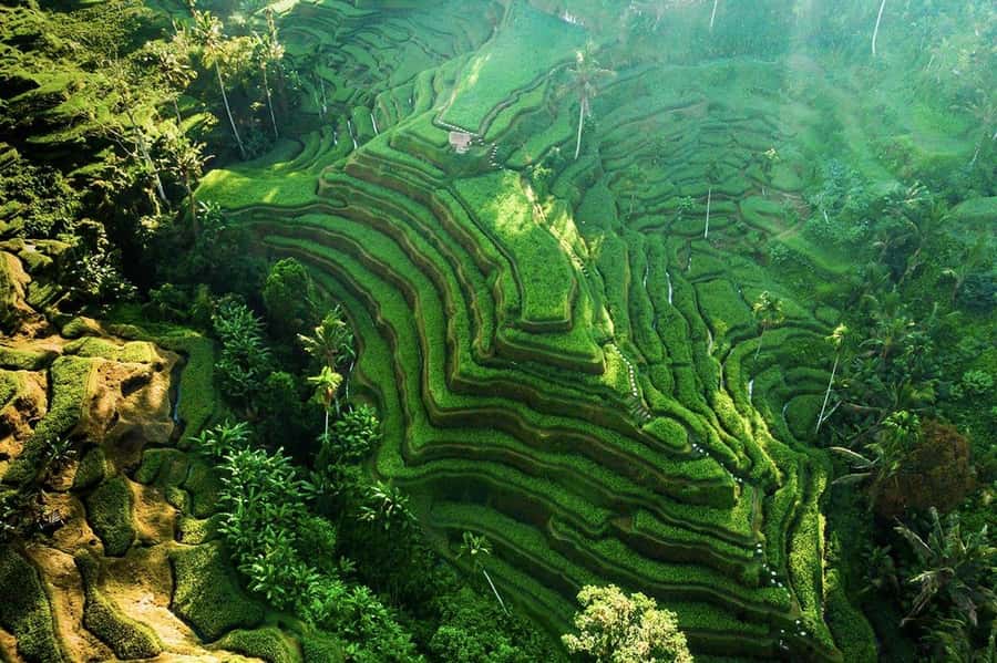 Ubud 3-in-1: Swing, Zipline & SkyBike Adventure - Tirta Empul adds a cultural stop