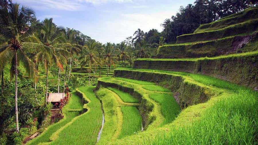 Ubud 3-in-1: Swing, Zipline & SkyBike Adventure - A private day with an English-speaking driver