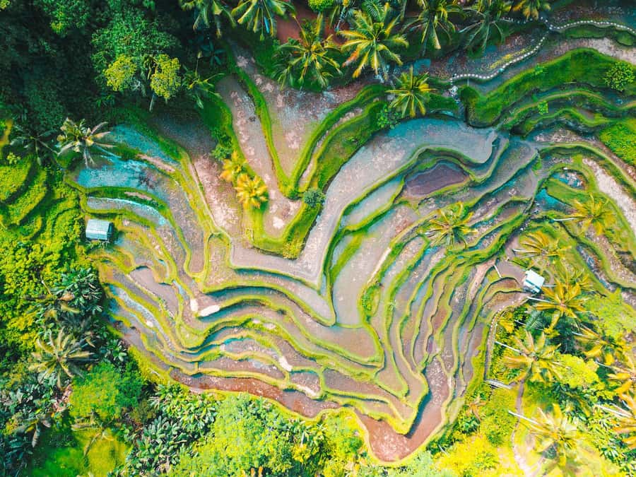 Ubud 3-in-1: Swing, Zipline & SkyBike Adventure - What the $30 price really covers