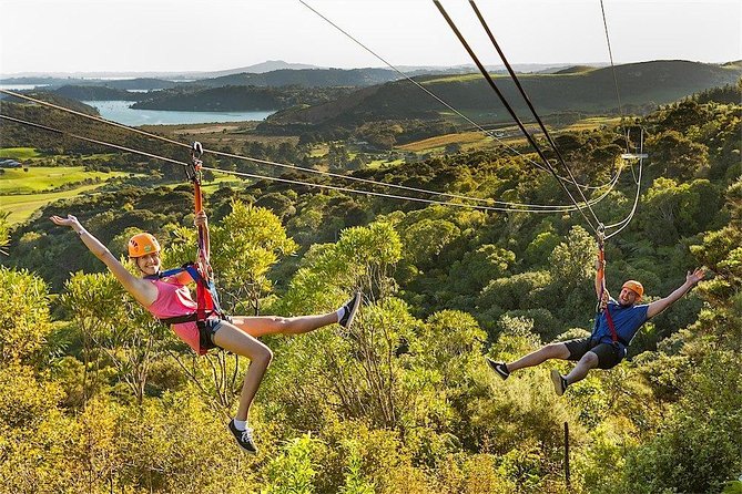 Waiheke Island: Zipline And Forest Walk - Ferry timing deserves careful planning