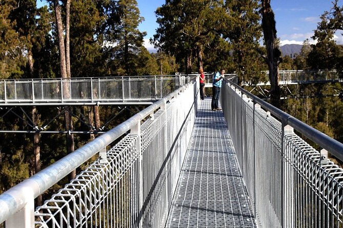 West Coast Tower Zipline & Treetop Walk Combo - Starting among the Rimu trees near Ruatapu
