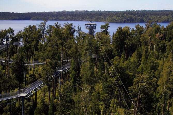 West Coast Tower Zipline & Treetop Walk Combo - A gentle walk through the West Coast rainforest