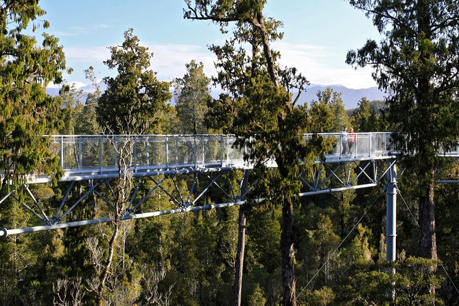 West Coast Treetop Walk - Reaching the forest near Hokitika