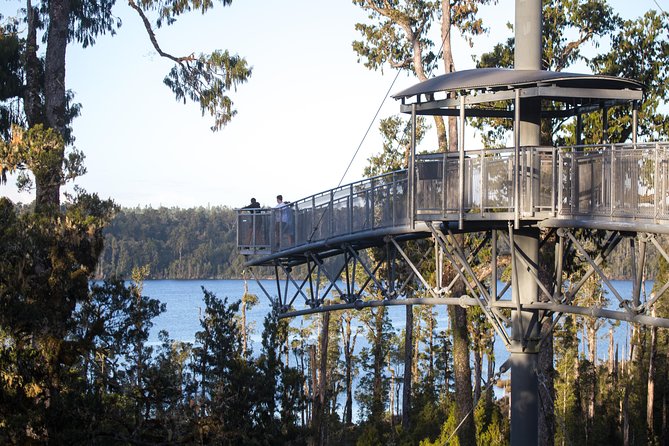 West Coast Treetop Walk - Who will enjoy this most