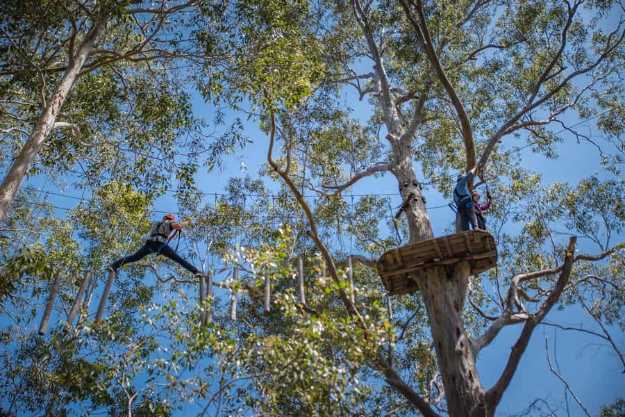 Western Sydney: Tree Ropes Courses - The obstacles: bridges, nets, logs, and ziplines