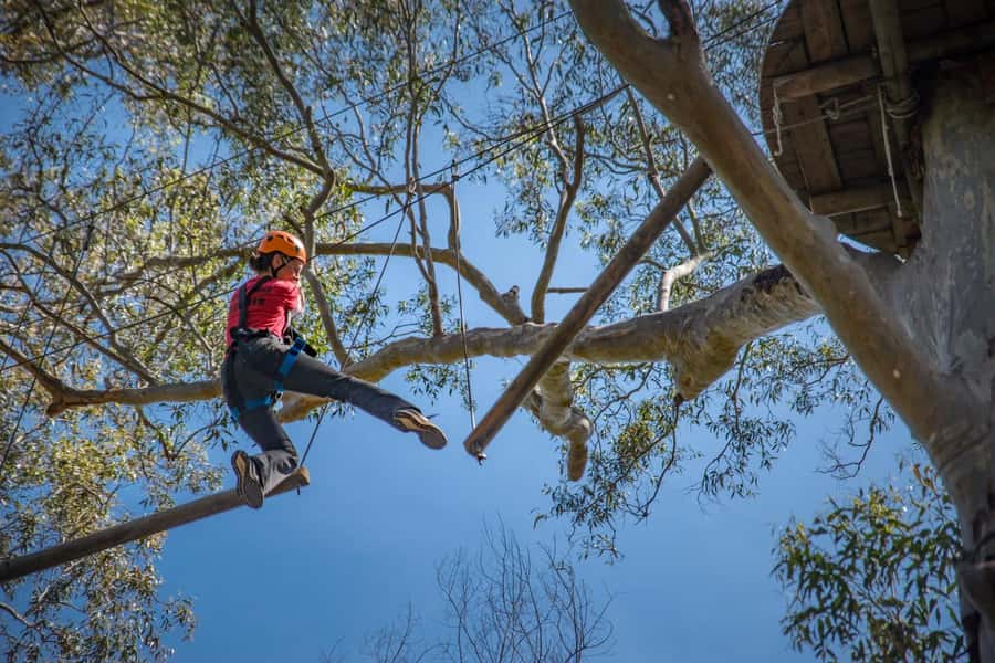 Western Sydney: Tree Ropes Courses - Four routes, more than 100 ways to test yourself