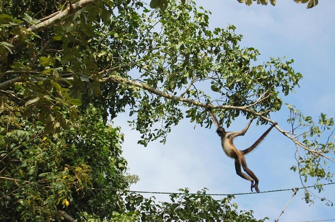 Zip lining and Canoe Monkey jungle in Tulum - Key points to know before booking