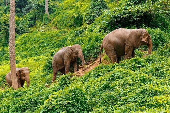 Zipline Experience in Phuket - Is the 40.96 dollar price good value?