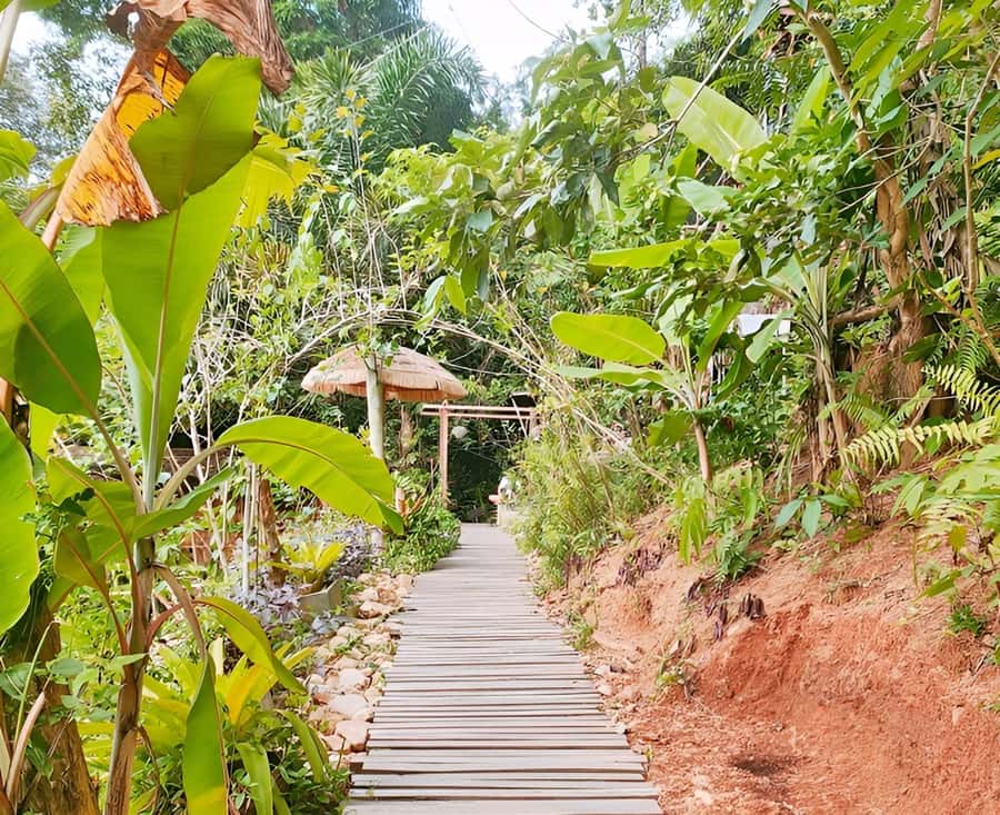 Zipline in Koh Samui Adventure activity tour - Morning or Afternoon?
