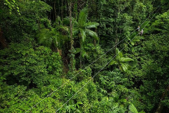 Ziplining Cape Tribulation with Treetops Adventures - Key points before you book