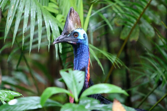 Ziplining Cape Tribulation with Treetops Adventures - Who will enjoy this most?